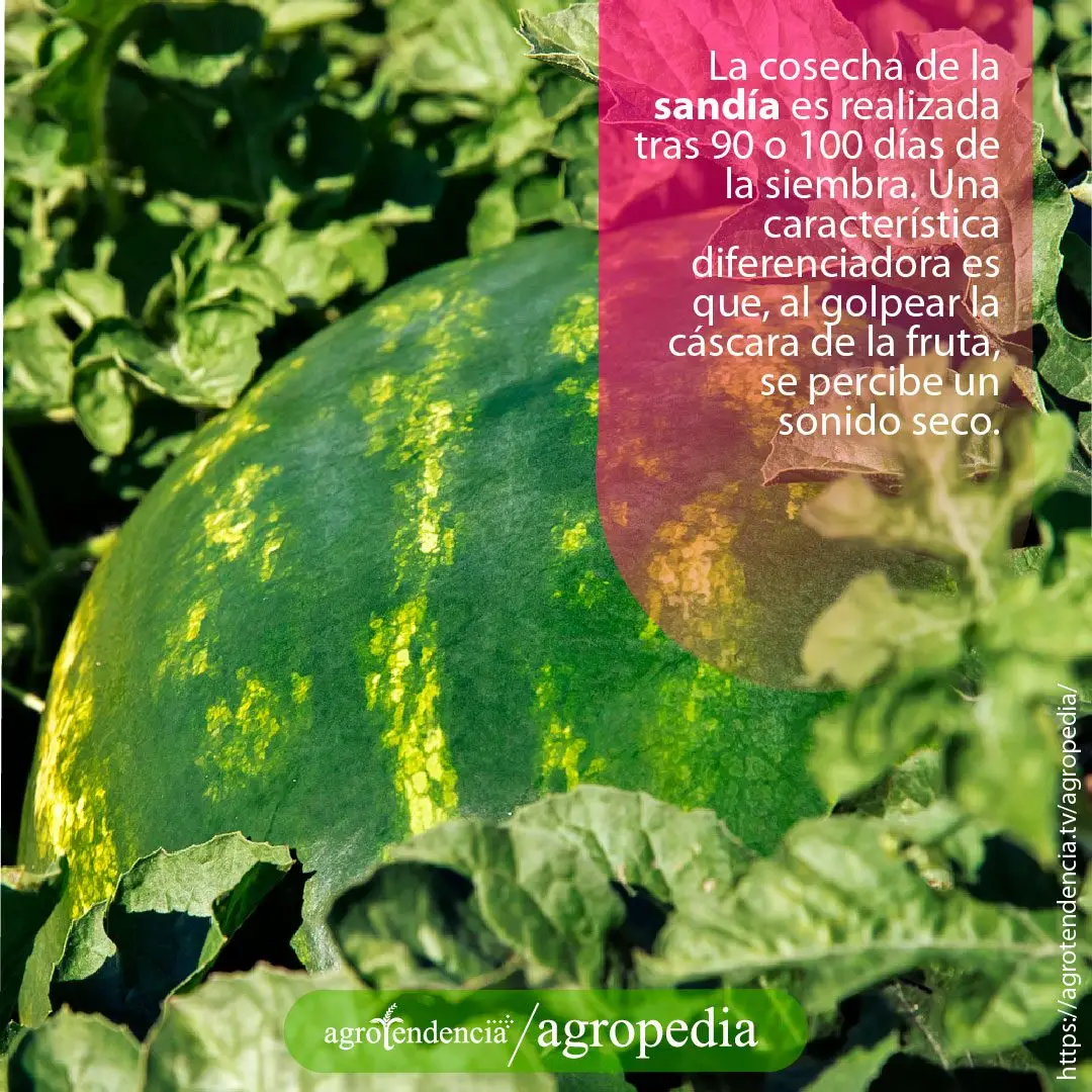 Patilla - Una sandía en el suelo