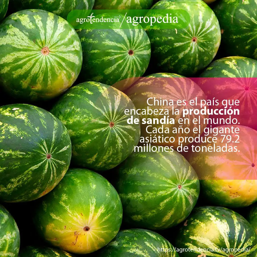 Patillas