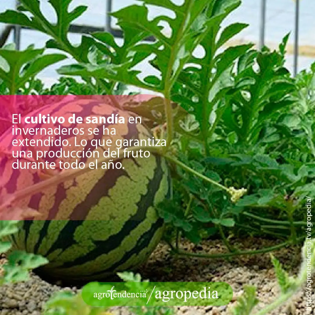 Patilla - Vista cercana de una sandía en el suelo