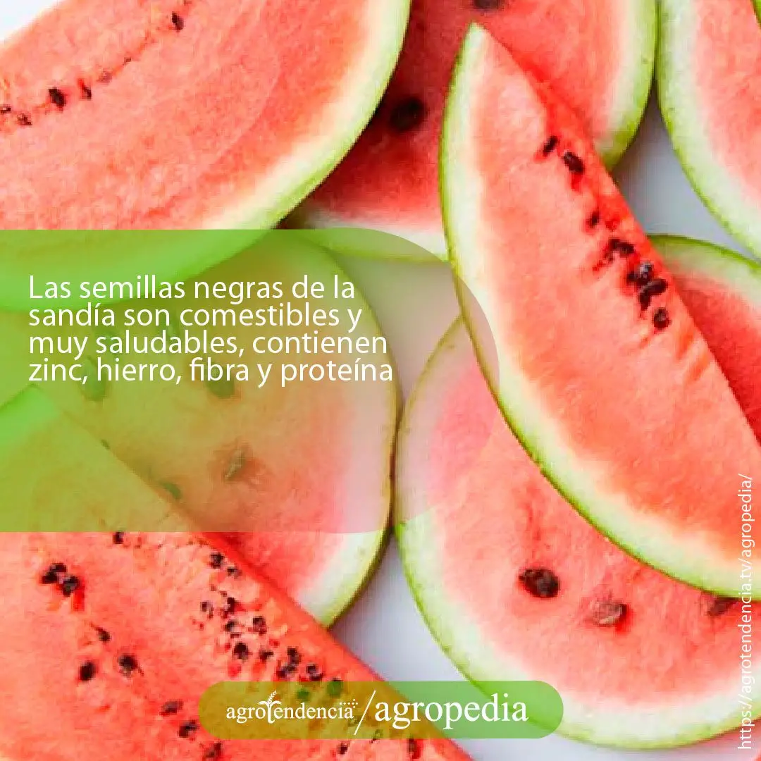 Longas de patilla roja