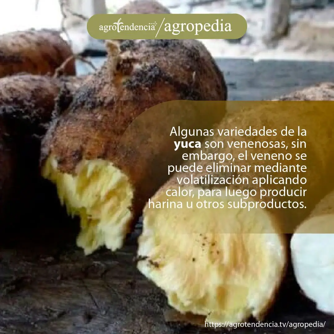 Cultivo de yuca - Una raíz de yuca picada al la mitad