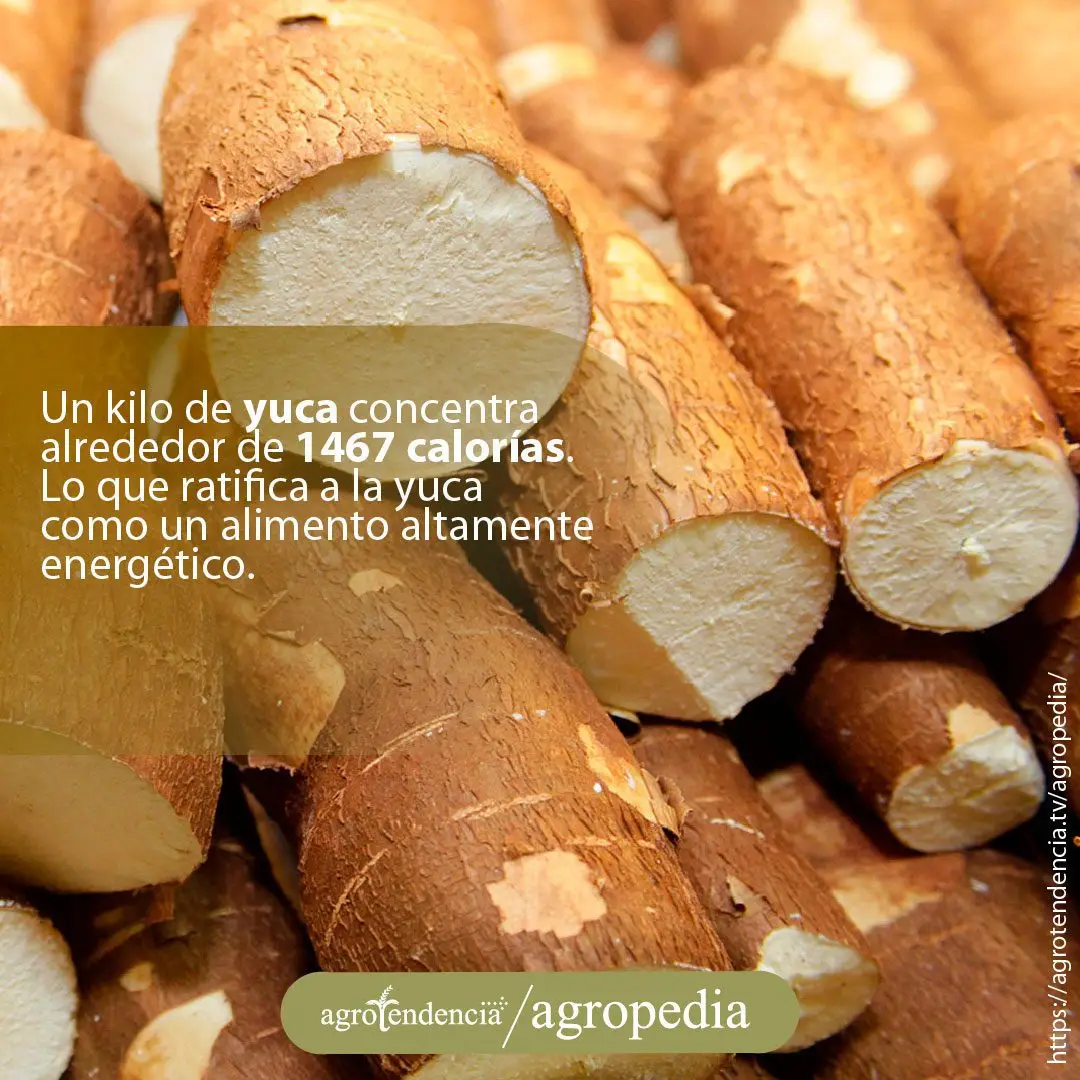 Cultivo de yuca - Yucas cortadas
