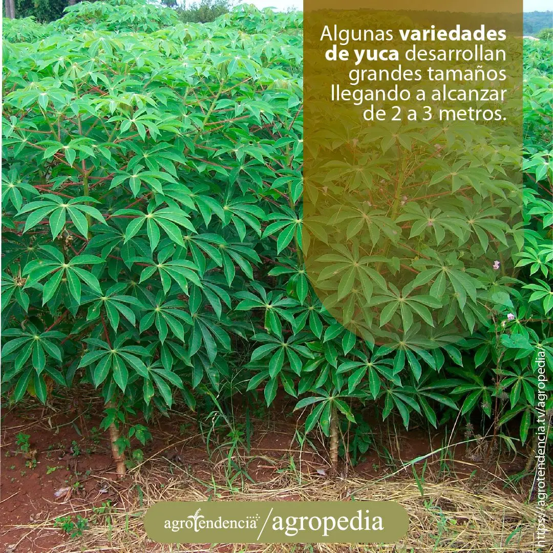 Cultivo de yuca - Plantación de yuca