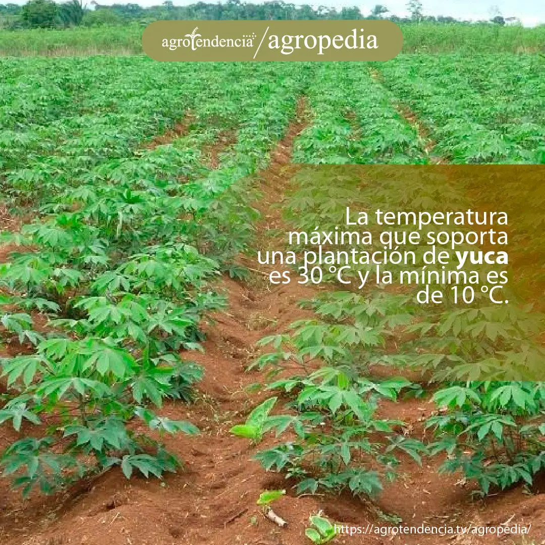 Cultivo de yuca