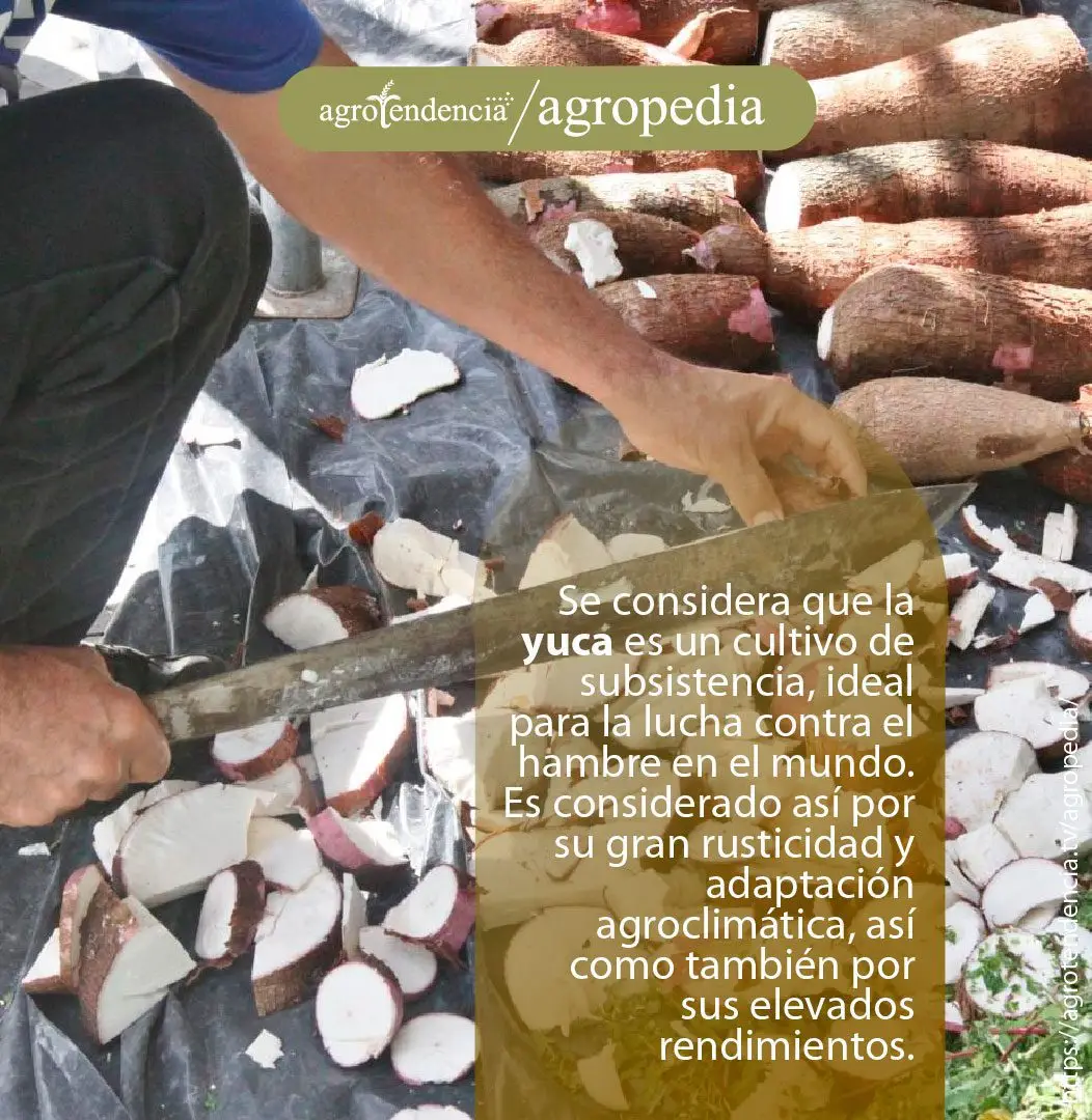 Cultivo de yuca - Hombre trozando raíces de yuca