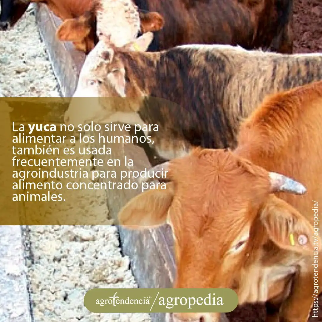 Cultivo de yuca - Ganado comiendo residuos de yuca