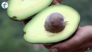Cultivo de aguacate en 2 minutos