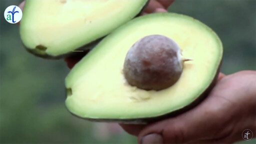Cultivo de aguacate en 2 minutos