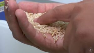 Cultivo de arroz en 2 minutos