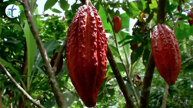 cultivo de cacao
