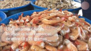 Cultivo de camarón en 2 minutos