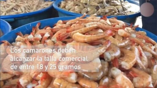 Cultivo de camarón en 2 minutos