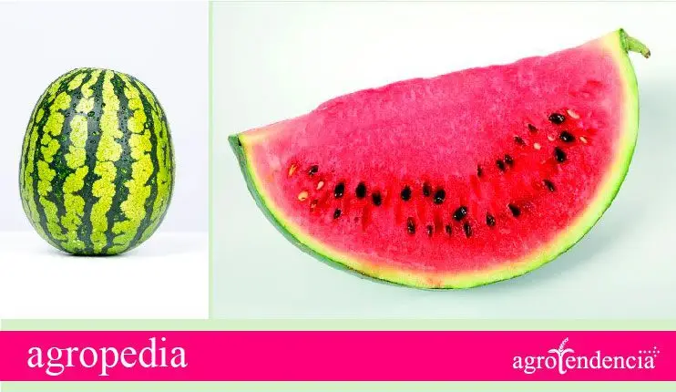 Patilla entera y un trozo de sandía