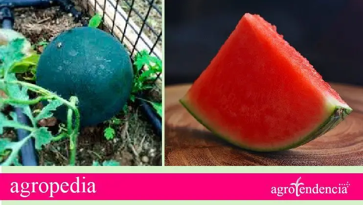 Patillas sin semilla