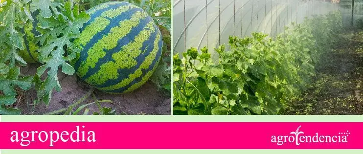Patilla - Cultivo de patilla en invernadero