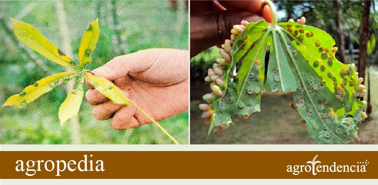 Cultivo de yuca - Enfermedades de las hojas de yuca