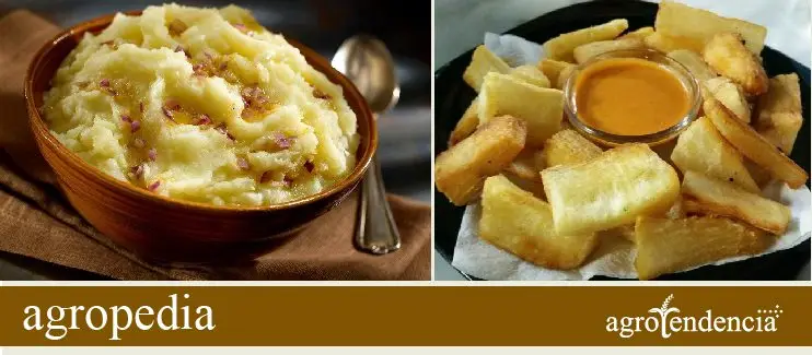 Cultivo de yuca - Foto izquierda puré de yuca, foto derecha yuca frita