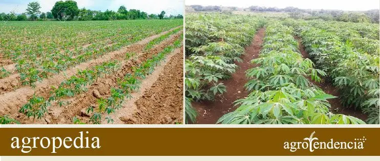 Cultivo de yuca - Siembra de yuca en hileras