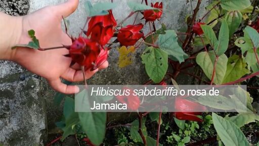 Flor o rosa de jamaica en 2 minutos