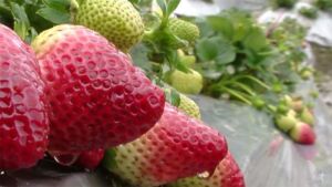 Cultivo de fresas en 2 minutos
