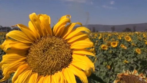 Cultivo del girasol en 2 minutos