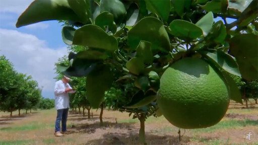 Cultivo de Limón en 2 minutos