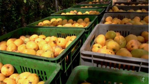 Cultivo de mango en 2 minutos