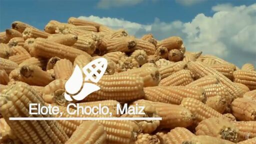 Cultivo de maíz en 2 minutos