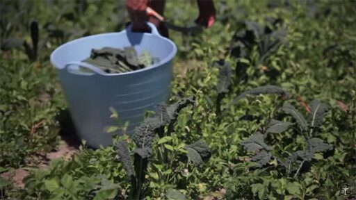 Agricultura ecológica en 2 minutos