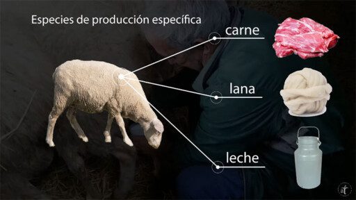 Cría de la oveja en 2 minutos