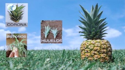 Cultivo de Piña en 2 minutos