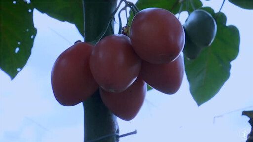 Cultivo de tomate en 2 minutos