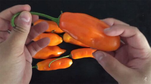 Cultivo de ají en 2 minutos