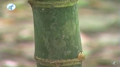 Cultivo de Bambú en 2 minutos