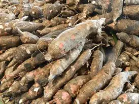 Cultivo de yuca - yuca - usos de la yuca - plagas y enfermedades de la yuca - cosecha de la yuca