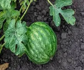 Patilla - Cultivo de sandía - Cultivo de la patilla - Cosecha de la patilla - Usos de la patilla - Plagas y enfermedades de la patilla - Variedades de patilla