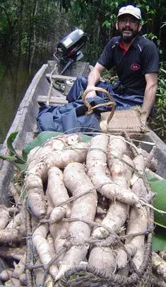 Cultivo de yuca - Hombre con una cosecha de raíces de yuca en una balsa