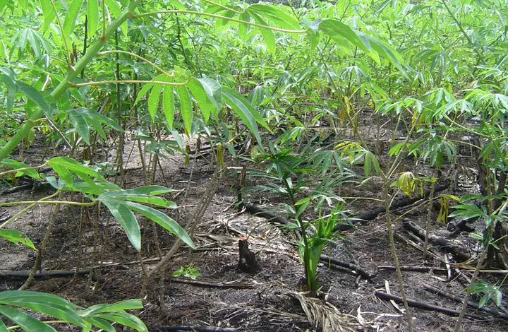 Cultivo de yuca - Una plantación de yuca vista desde dentro