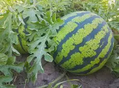 Patilla - Hojas y frutas de la sandía