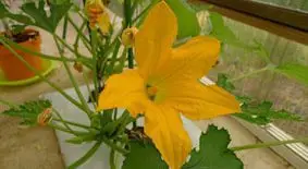Patilla - La flor de la patilla