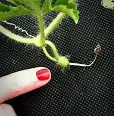 Patilla - Dedo índice de mujer mostrando una diminuta patilla en crecimiento