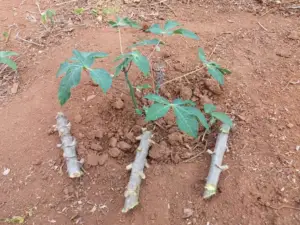 Cultivo de yuca - yuca - usos de la yuca - plagas y enfermedades de la yuca - cosecha de la yuca - usos de la yuca para la alimentación animal