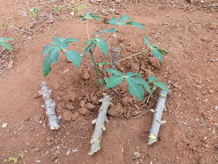 Cultivo de yuca - Estacas y planta de yuca