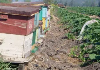Patilla - Cajas de abejas para polinizar cultivo de patilla