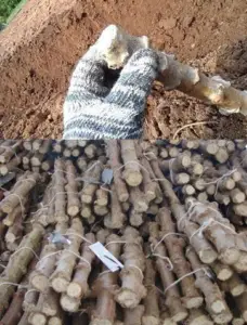 Cultivo de yuca - yuca - usos de la yuca - plagas y enfermedades de la yuca - cosecha de la yuca - usos de la yuca para la alimentación animal