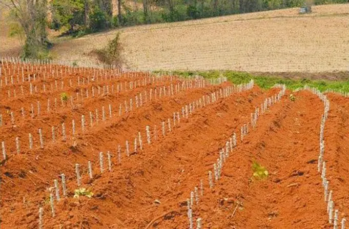 Cultivo de yuca - Camellones con estacas de yuca sembradas