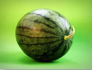 Patilla - Cultivo de sandía - Cultivo de la patilla - Cosecha de la patilla - Usos de la patilla - Plagas y enfermedades de la patilla - Variedades de patilla