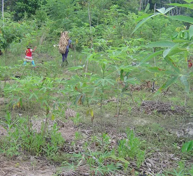 Cultivo de yuca - Mujer y niña dentro de un cultivo de yuca