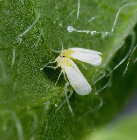 Cultivo de yuca - Mosca blanca en hoja de yuca