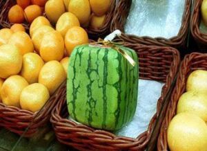 Patilla - Cultivo de sandía - Cultivo de la patilla - Cosecha de la patilla - Usos de la patilla - Plagas y enfermedades de la patilla - Variedades de patilla